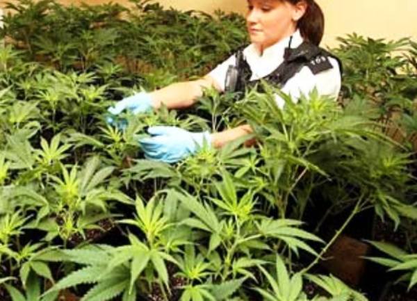 marihuana