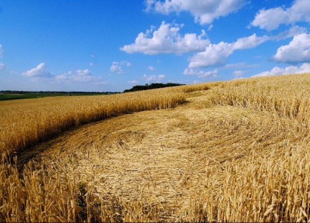 krugovi u zitu krugovi u zitu