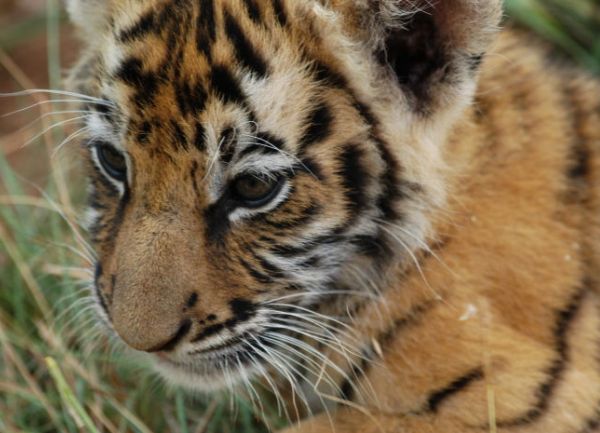 bengalski tigar bengalski tigar
