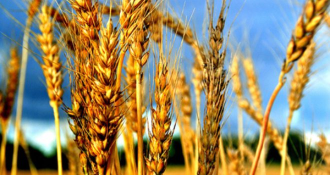 COVID-19 ozbiljno prijeti da izazove krizu s hranom