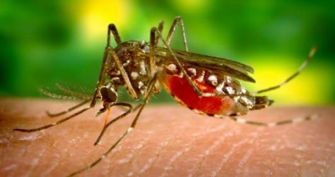 Širi li se virus Zapadnog Nila i po BiH: Znate li prepoznati prve simptome i kada se treba javiti ljekaru?