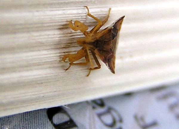 Stjenica