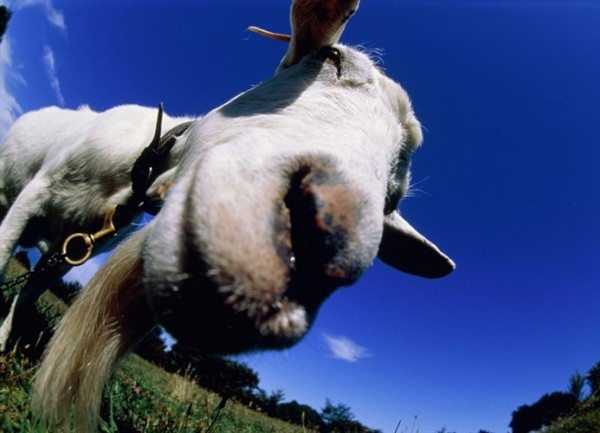 najljepsa koza najljepsa koza