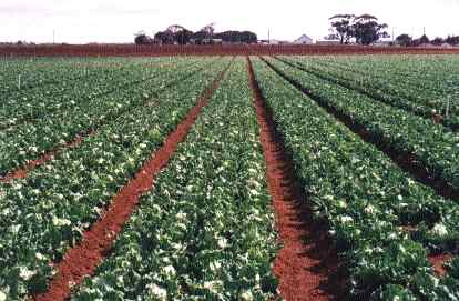 &Scaron;ećerna repa