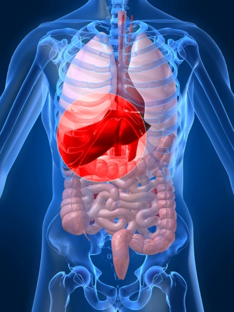 Hepatitis skelet