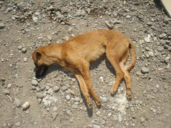 Otrovani psi u Tuzli