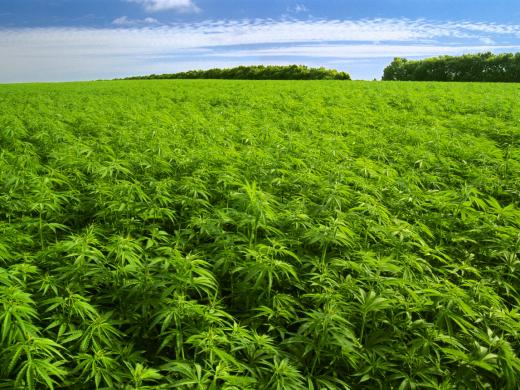 marihuana1 marihuana1