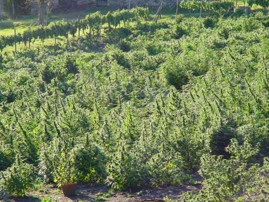 marihuana2 marihuana2