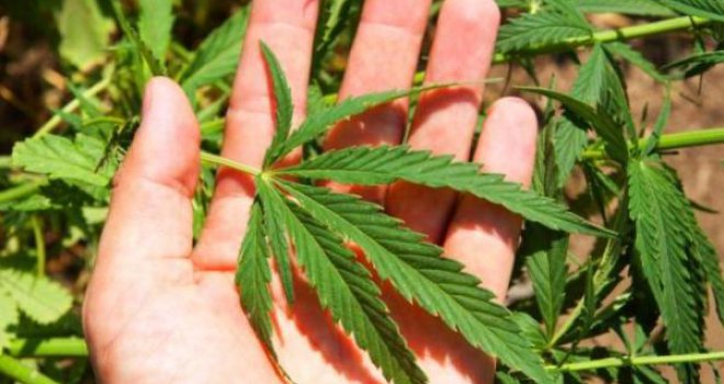 Kod Konjica otkrivena plantaža indijske konoplje
