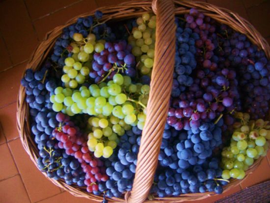 grožđe 2