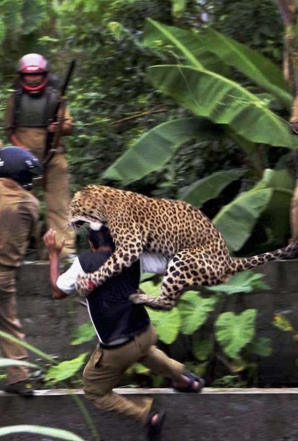 leopard u napadu