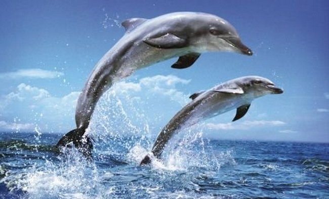 delfini 1 delfini 1