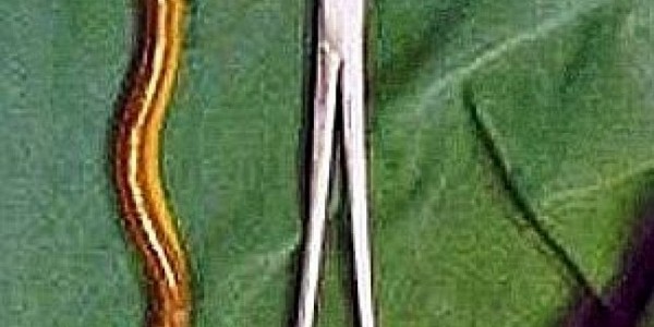 jegulja