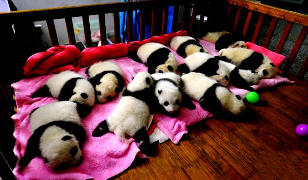 Rođenje malih pandi predstavlja značajan podsticaj u očuvanju ovih simpatičnih životinja; foto: Chinanews.com Rođenje malih pandi predstavlja značajan podsticaj u očuvanju ovih simpatičnih životinja; foto: Chinanews.com