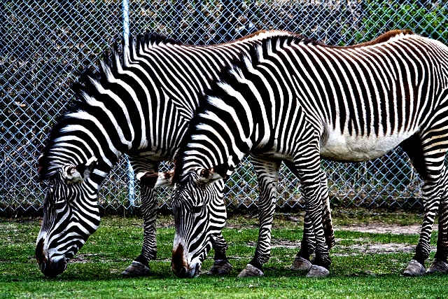 Gej zebre Gej zebre