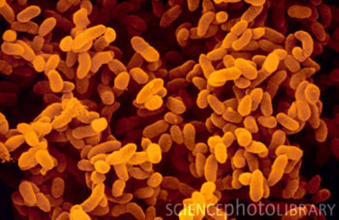Klebsielle pneumoniae