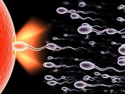 Gen u spermatozoidima ključan je za životni vijek mu&scaron;karca