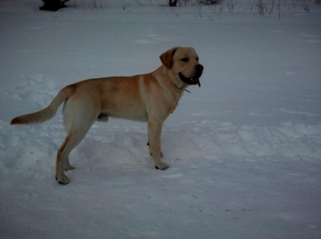 Pas upao u &scaron;aht_veliko polje