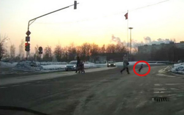 Pas prelazi ulicu na dvije noge, kao čovjek