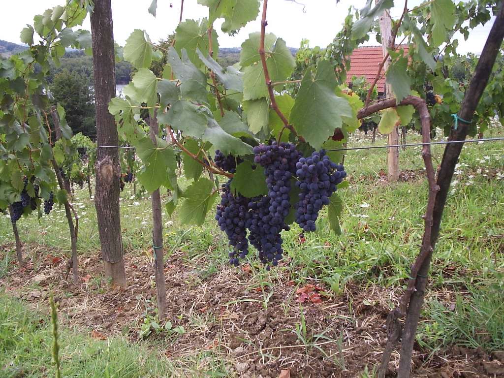 grozdje vinograd