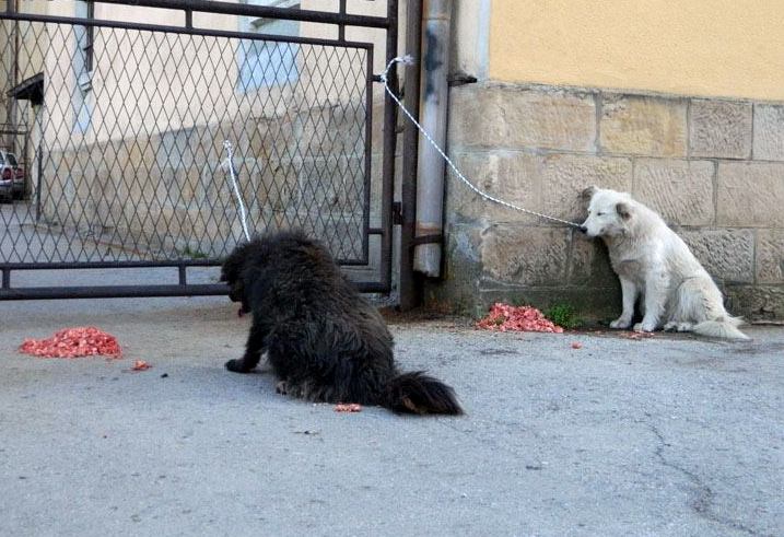 Građani Visokog zavezali pse lutalice za zgradu Općine