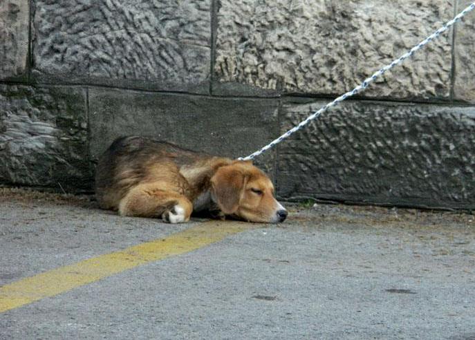 Građani Visokog zavezali pse lutalice za zgradu Općine
