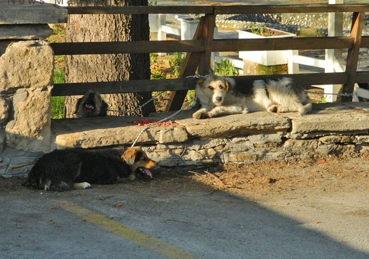 Građani Visokog zavezali pse lutalice za zgradu Općine
