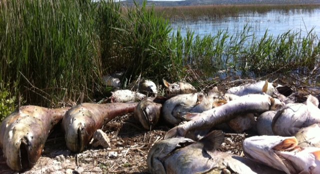 pomor ribe u Vranskom jezeru