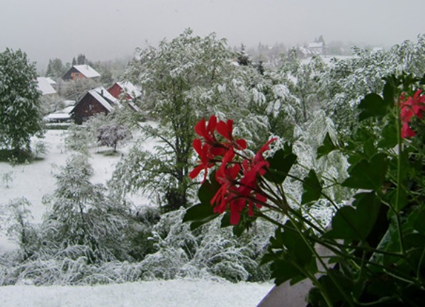 Snijeg Crni lug proljeće Snijeg Crni lug proljeće