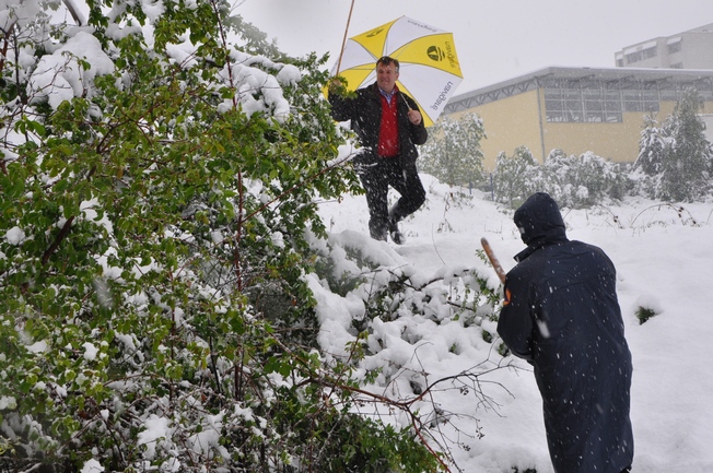 uklanjanje snijega s drveća
