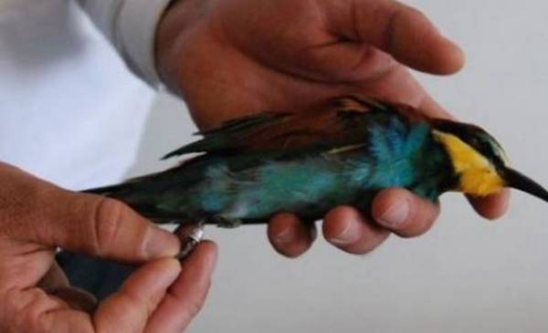 Turski seljaci optužili mrtvu pticu da je izraelski &scaron;pijun