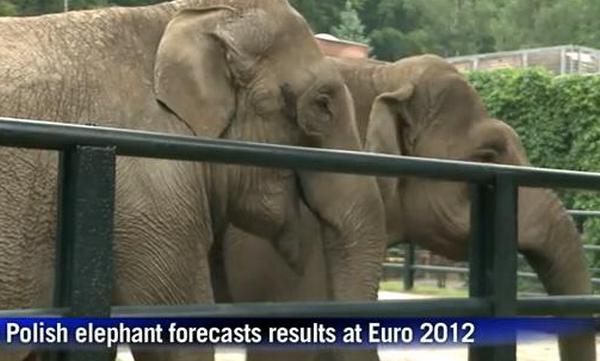 Svinja, slon i tvor prognoziraju rezultate