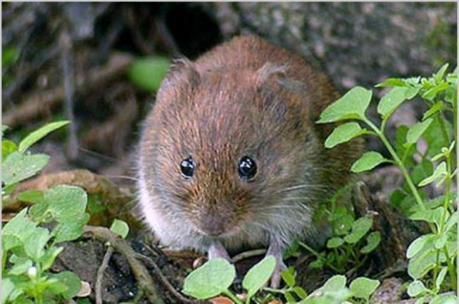 mi&scaron;ija groznica