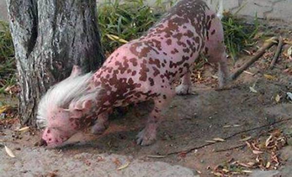 Pas koji izgleda kao svinja