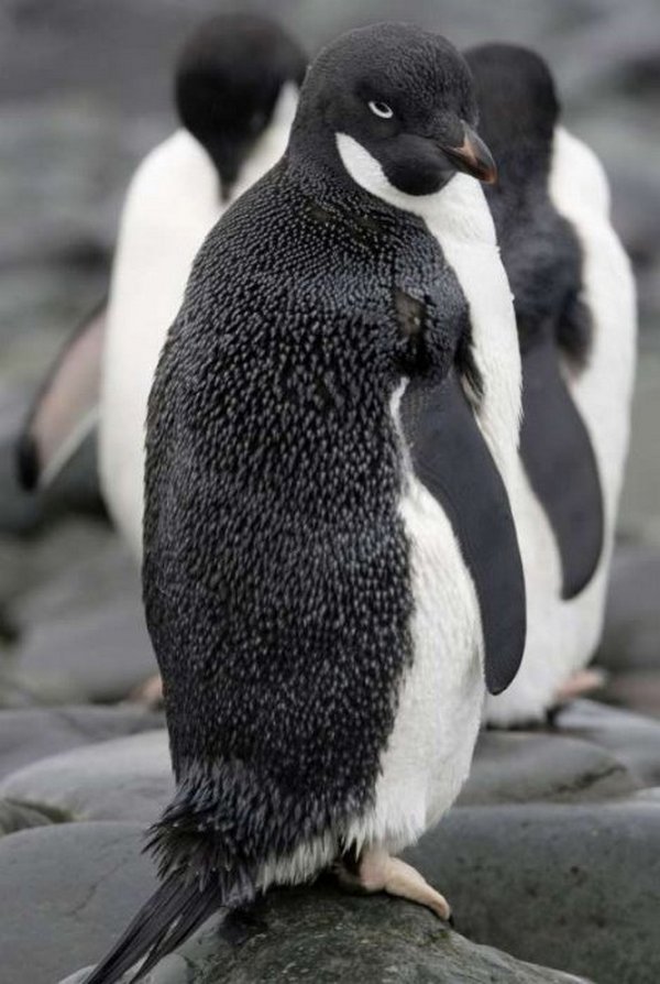 Mužijaci pingvina se pare s drugim mužjacima i mrtvim ženkama