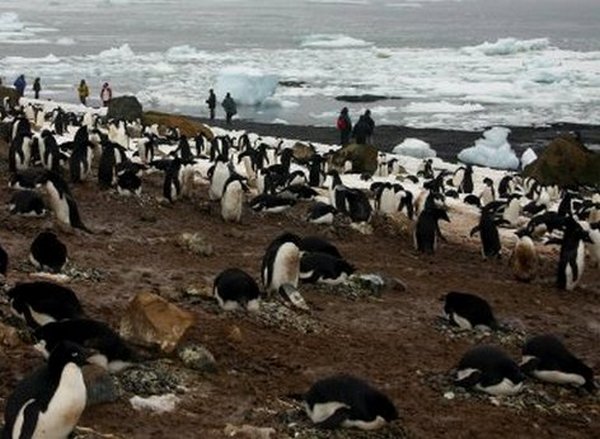 Mužijaci pingvina se pare s drugim mužjacima i mrtvim ženkama