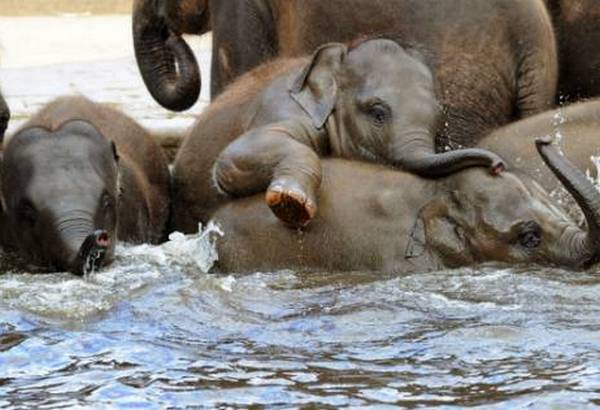 Masovno kr&scaron;tenje slonova 