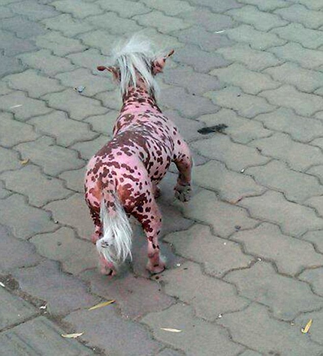 Pas koji izgleda kao svinja