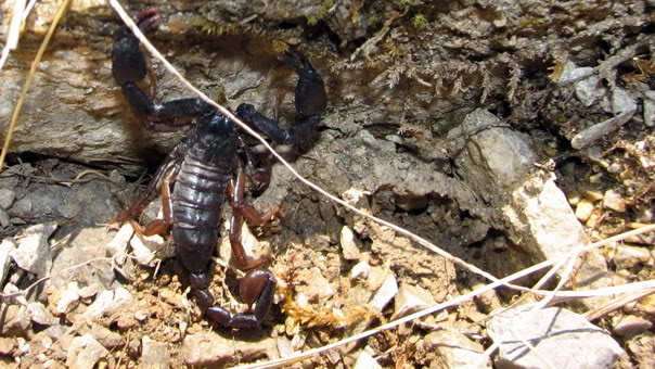 Leglo &scaron;korpija svega 150 metara od naseljenog mjesta