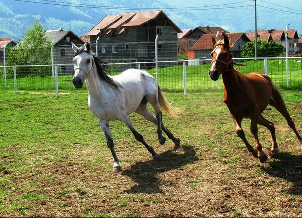 konjičke utrke konjičke utrke