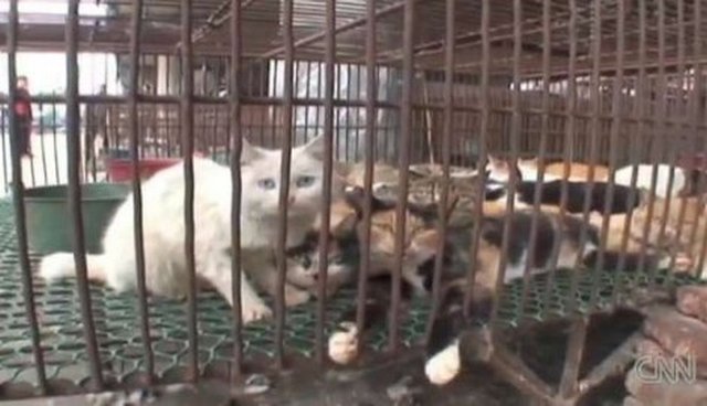 Psi kojima je suđeno da završe u loncu Video Psi kojima je suđeno da završe u loncu Video