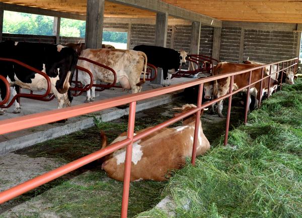 Farma Milk u Konjević Polju