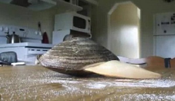 Džinovska školjka Džinovska školjka