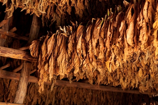 su&scaron;enje duhana