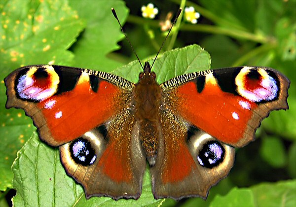 Leptir, leptir Leptir, leptir