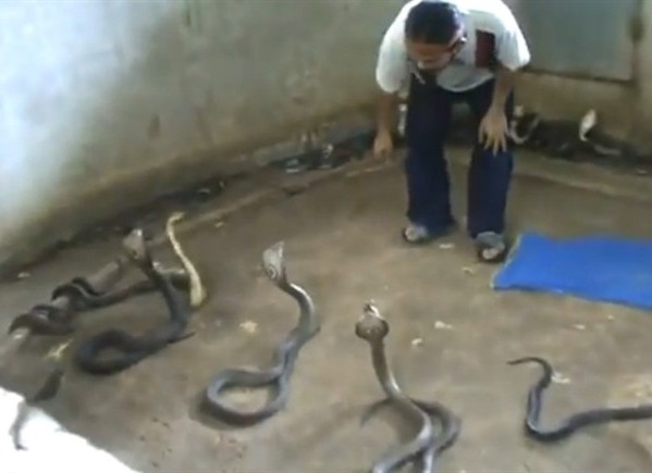 Kako odabrati kobru za nastup? Kako odabrati kobru za nastup?