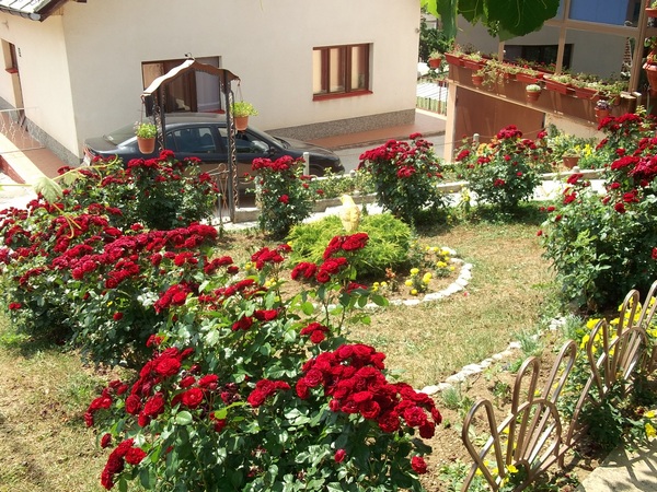 Vahida Kožljak-Nahorevo 131 Vahida Kožljak-Nahorevo 131