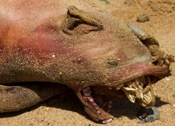 čudovi&scaron;te s Manhattna