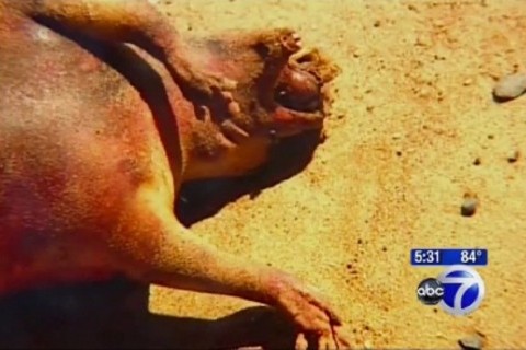 bizarno stvorenje u New Yorku