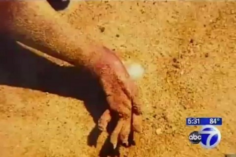 bizarno stvorenje u New Yorku